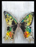 Köster, Matthias - Butterfly - 2017- Öl auf Aluminium - handsigniert